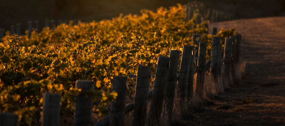 Settlement Wines Vineyard in Marlborough, NZ.