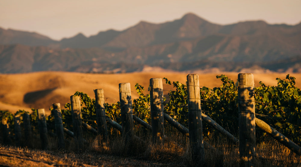 Settlement Wines vineyard in Marlborough, NZ.