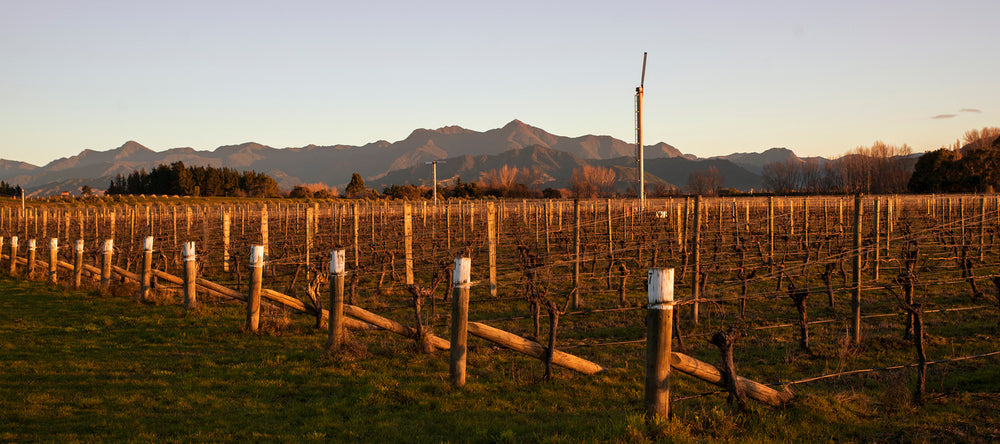 Poplars Vineyard from Settlement Wines in Marlborough, NZ.
