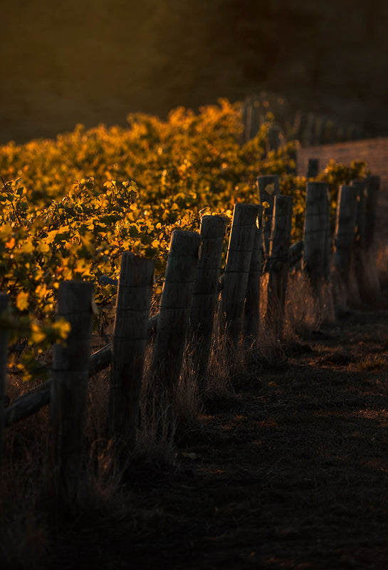 Settlement Wines Vineyard in Marlborough, NZ.