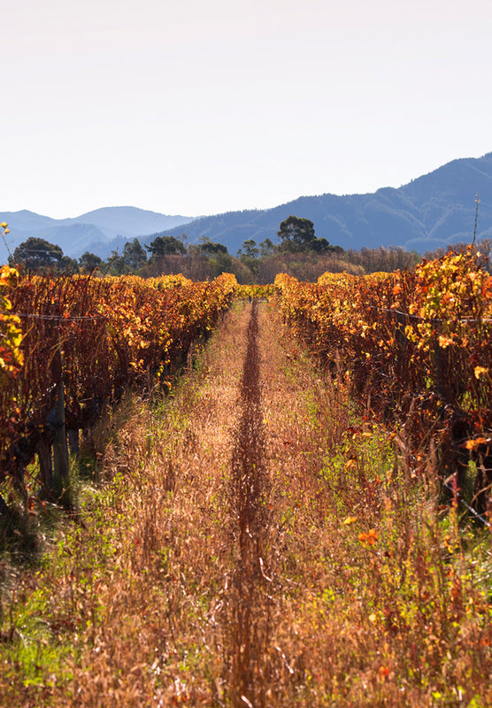 Heritage Vineyard for Settlement Wines in Marlborough, NZ.