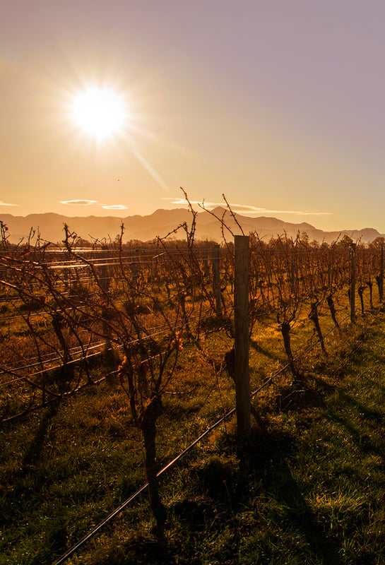 Ashmore Riesling vineyard for Settlement WInes in Marlborough, NZ.