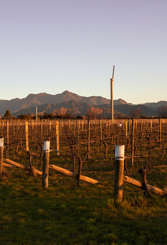 Poplars Vineyard from Settlement Wines in Marlborough, NZ.
