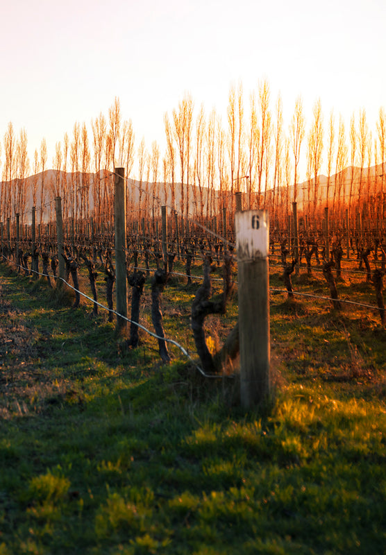 Poplars vineyard for Settlement WInes in Marlborough, NZ.